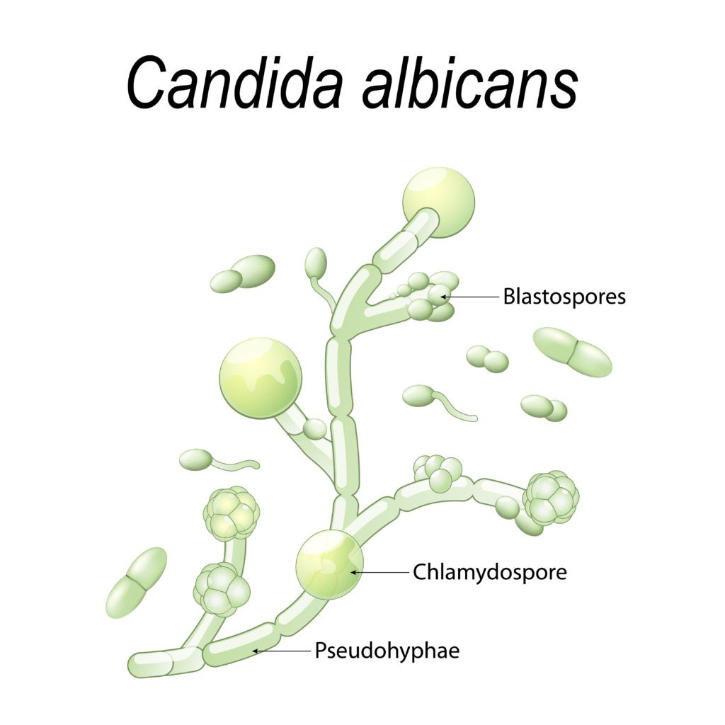 candida-infection-causes-and-cure-pristyn-care